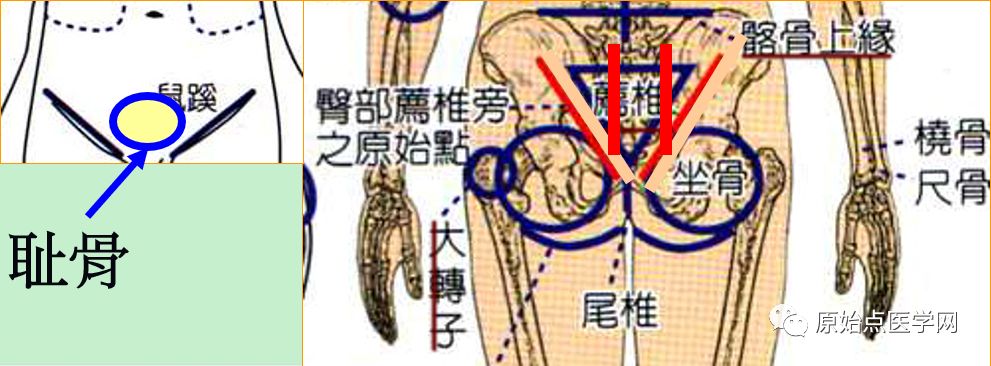 臀部原始点  腹股(鼠蹊)沟痛,腿部痛(大腿痛,膝痛,膝后痛,膝不能弯曲