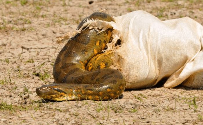 蛇是有害动物 6a0ae4d295fa41c2b737032a0ec93670.jpeg