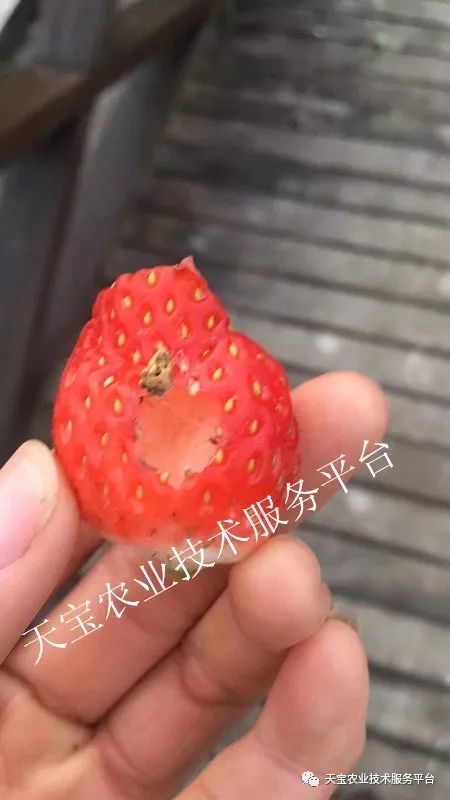 早春草莓虫害得提早预防