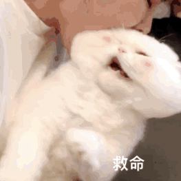 表情包单身久了别说拧瓶盖了消防栓我都能拧开