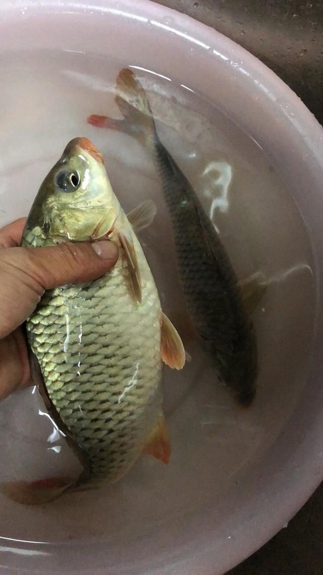 刮什么风钓不到鱼 852e51fedb764cffba35e6b2589a9cc5.jpeg