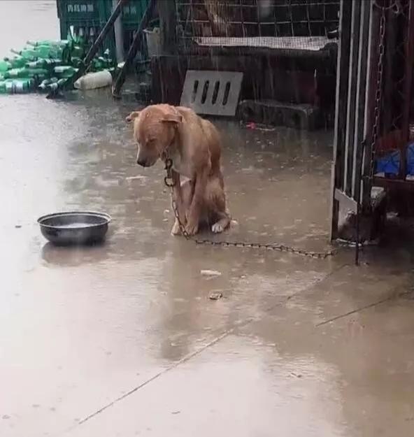男子去魚塘老板家避雨，看到一隻狗狗蹲在雨幕中，了解後卻心疼了 寵物 第2張