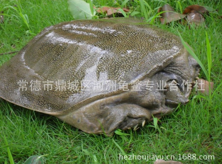 什么是生活习性 900b75df6adf4a9088dcbb6396f12a5a.jpeg