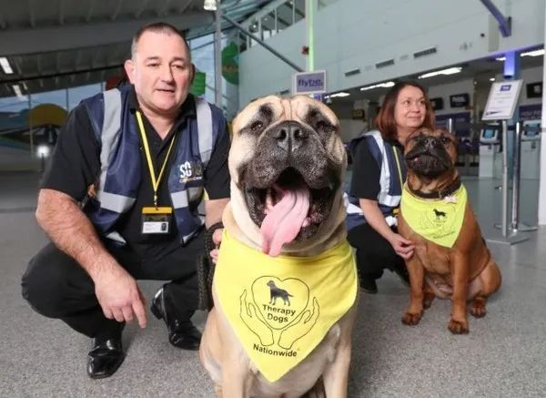 机场里游荡着22只狗和1只猪，而它们的目的，是为了逗你笑