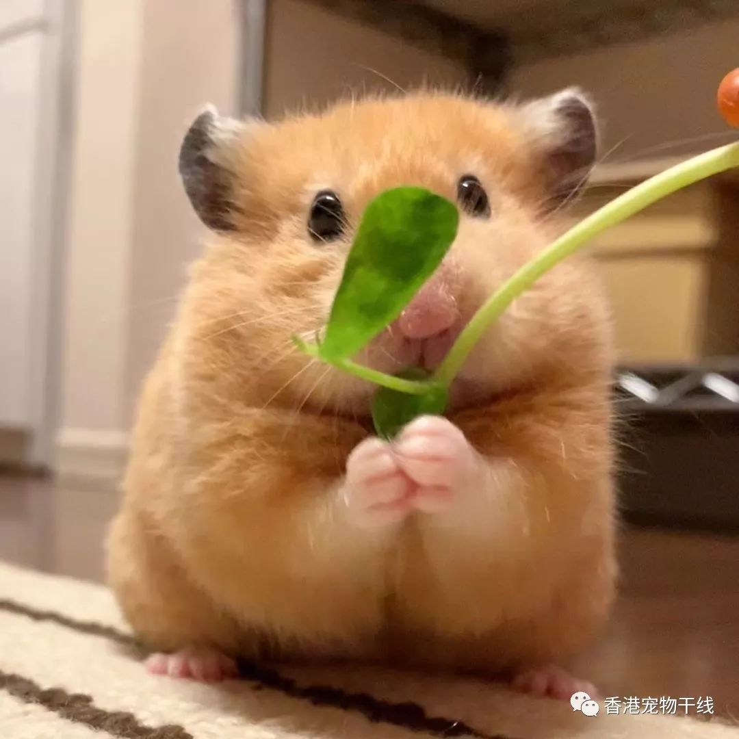 如何看仓鼠是不是喜欢你 a3477c30568b4b368cceff8b61760c72.jpeg