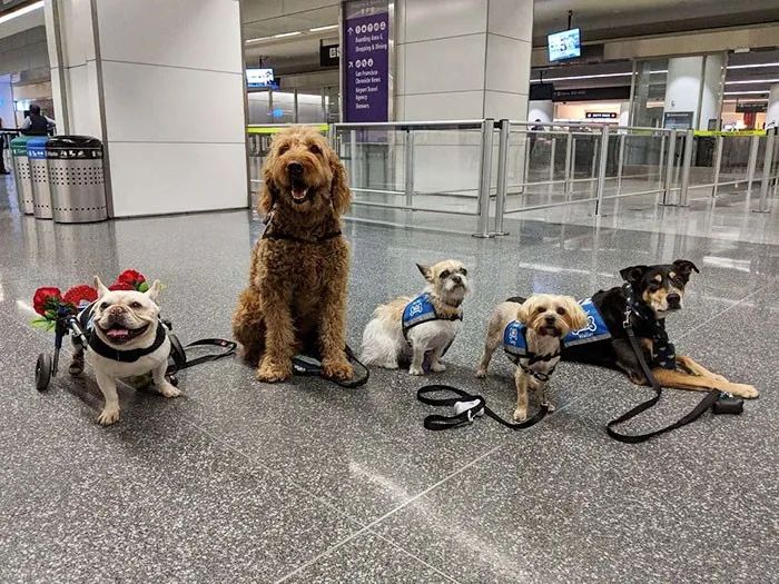 机场里游荡着22只狗和1只猪，而它们的目的，是为了逗你笑