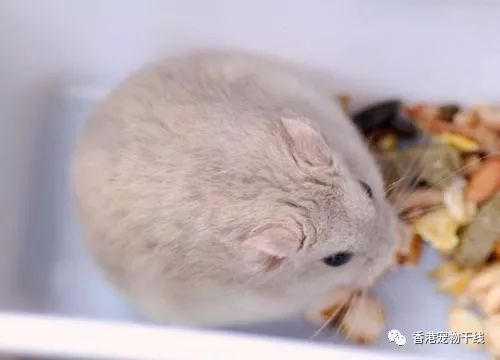 如何看仓鼠是不是喜欢你 b0e6584d51fd42f7808e3a6a598c59d8.jpeg