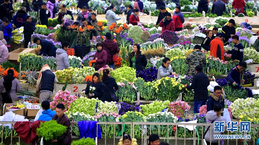 云南花农：快递停运花市闭市 500亩花田亏580万