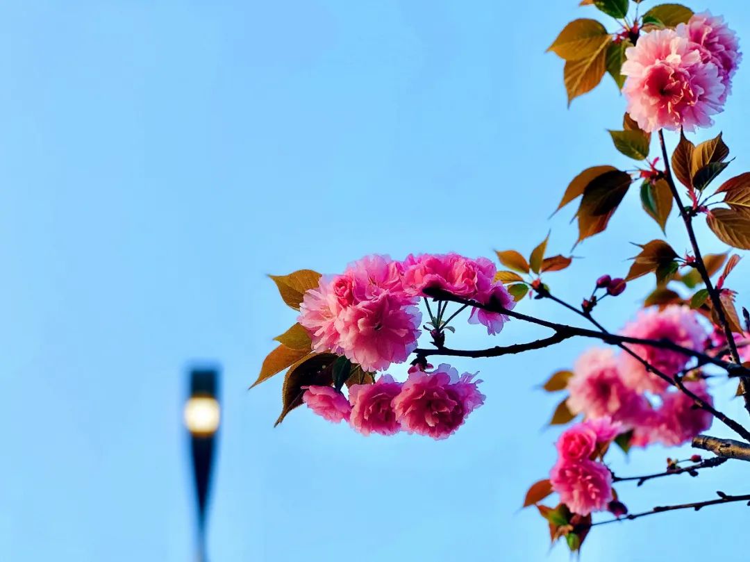 本周最高20℃!连晴好天气安排上了,但请你忍住
