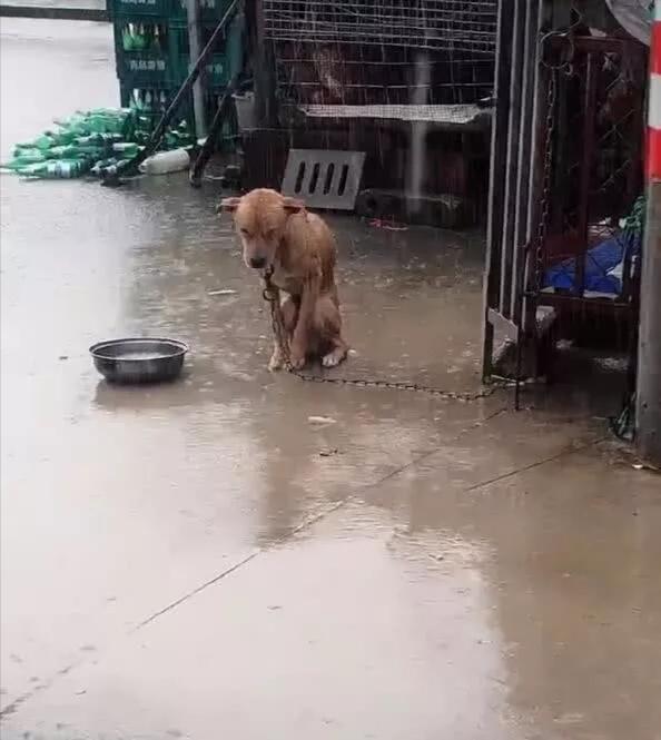 男子去魚塘老板家避雨，看到一隻狗狗蹲在雨幕中，了解後卻心疼了 寵物 第4張