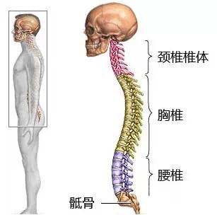 大多数人的脊椎都有不同程度的不正常或偏移快对号入座