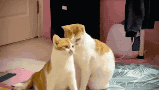 e7d2a80a1c0d4d0289bb4c6193c220de.gif