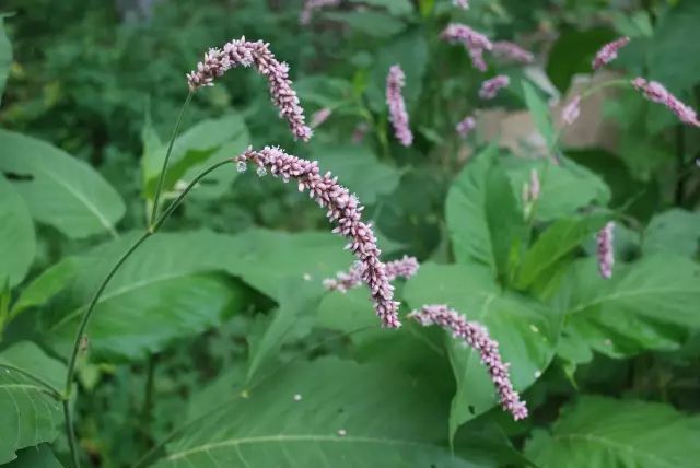水红花子(红蓼 polygonum orientale)