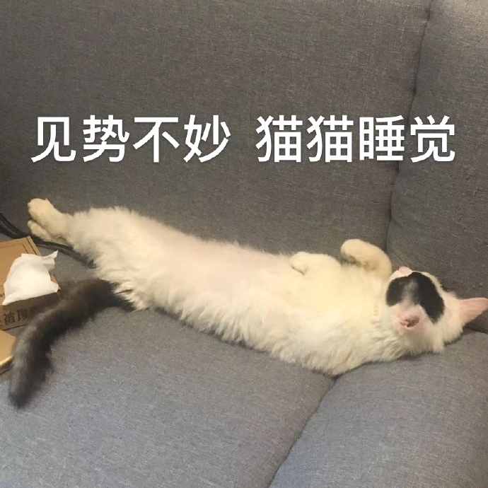 可爱搞笑表情包:宝贝快到我怀里来,见势不妙,猫猫睡觉