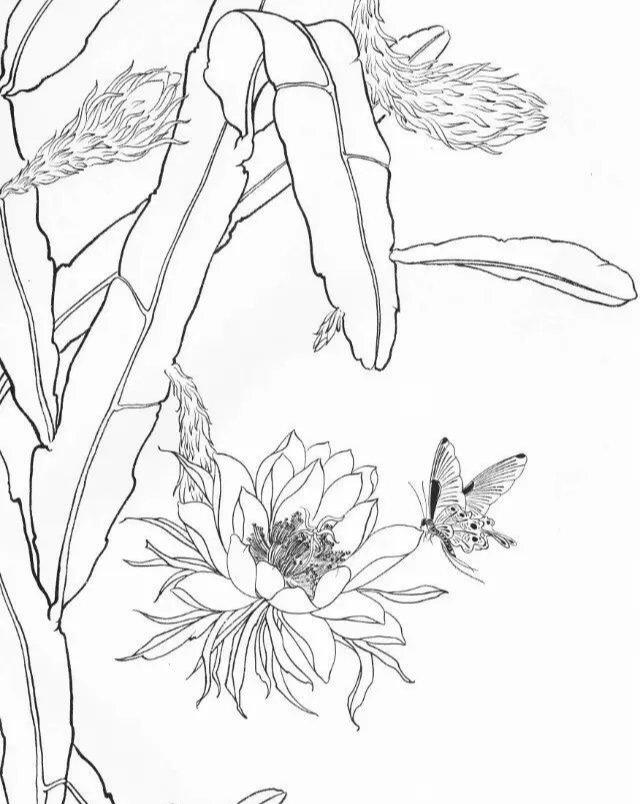工笔画-工笔线描图谱之花,蝴蝶白描