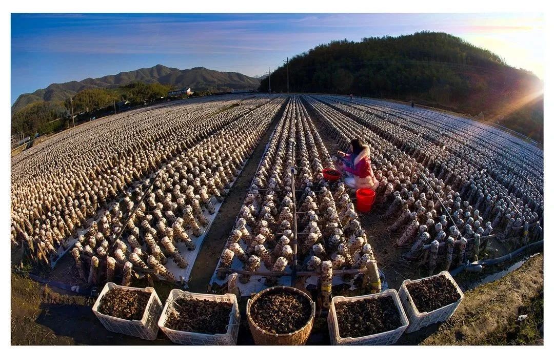 黑木耳种植大户的基地