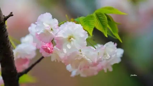 桃花杏花樱花梨花李花分不清