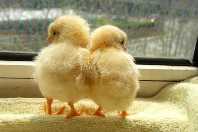 鸡为什么生双黄蛋