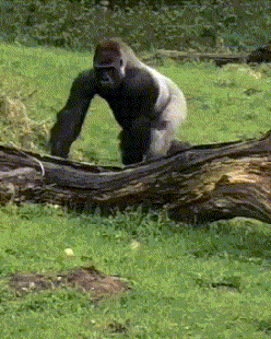 搞笑GIF趣图:这年头，不会卖萌的猩猩不是一头好猩猩！ _段子