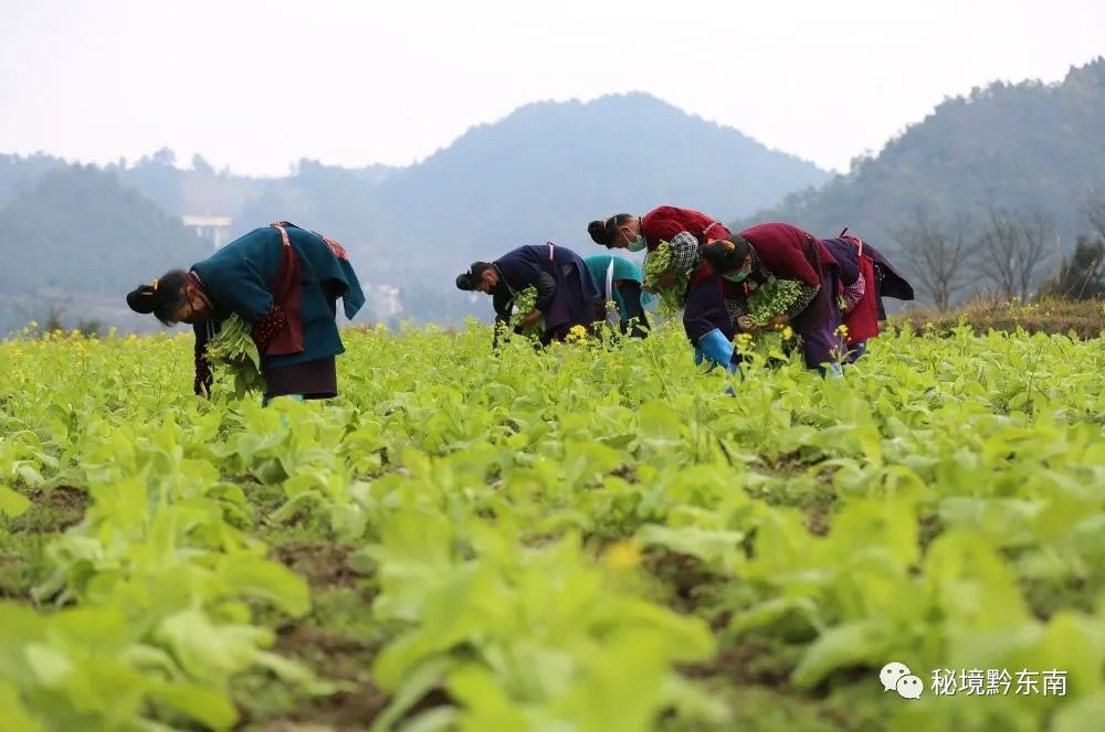 2月23日,在贵州省丹寨县兴仁镇台辰村蔬菜种植基地,菜农在田间采摘菜