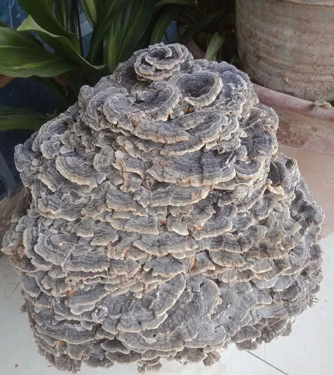 稀罕物啊,有人在山上寻到了树灵芝和野蜂巢