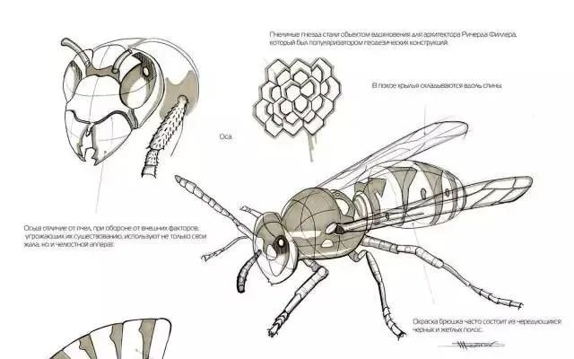 干货仿生手绘设计分享