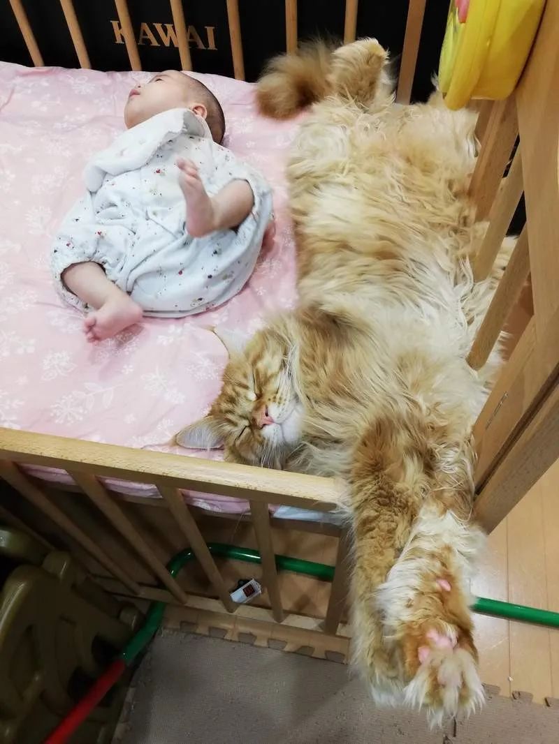 网友家的四只巨猫守护小宝宝，压迫感强到要溢出画面了！
