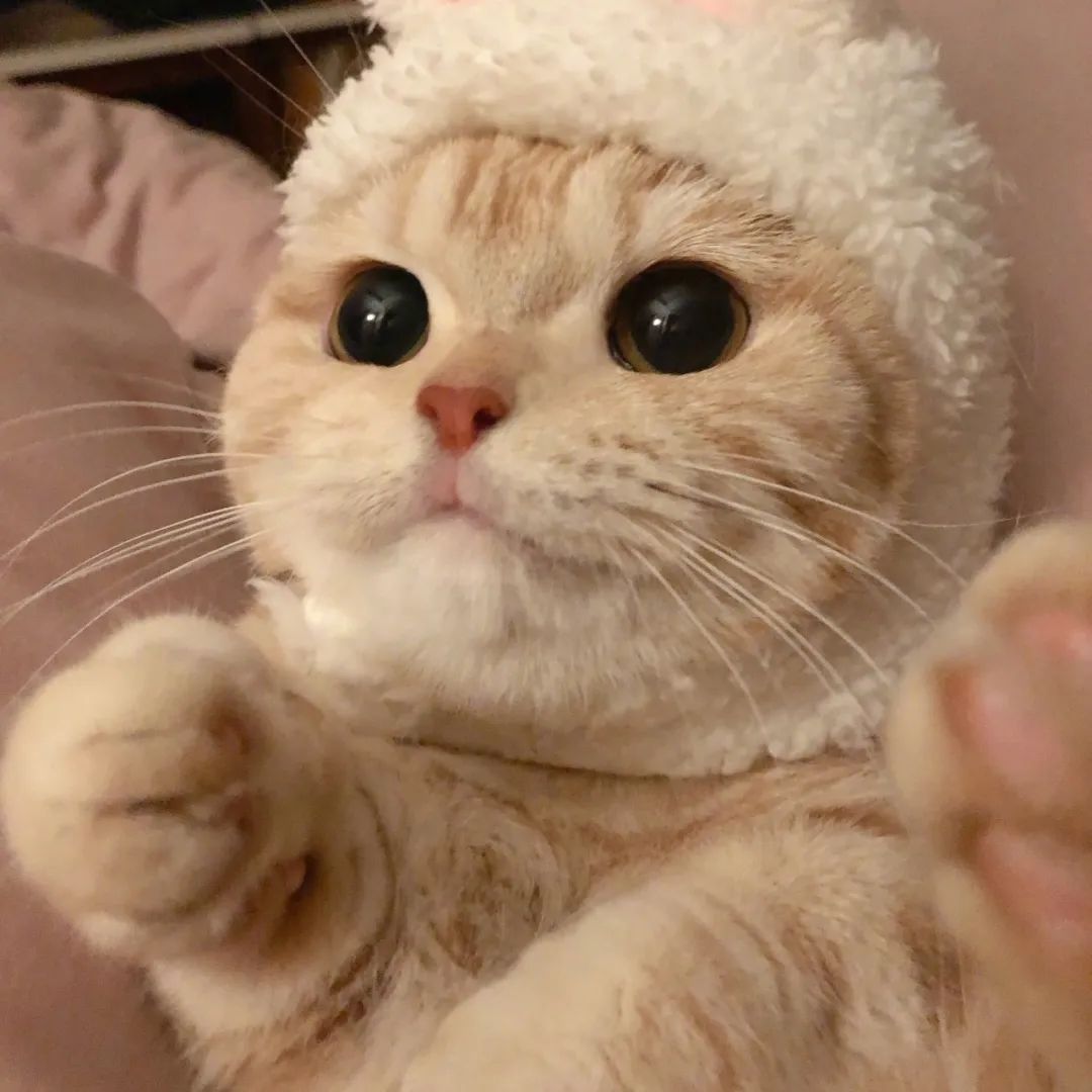 宠物头像大全 | 超可爱猫咪狗狗头像