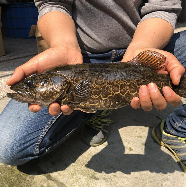 利用铜仁市优质地下水资源对野生斑鳜苗种进行人工驯食方法