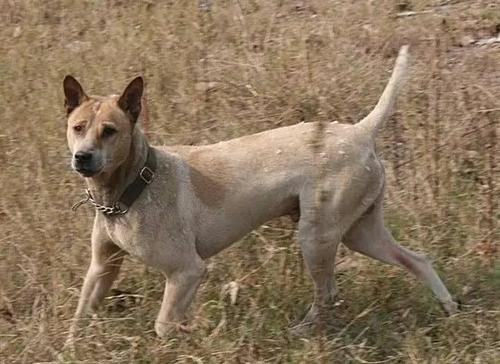 原创原始猎犬之王湖北箭毛猎犬