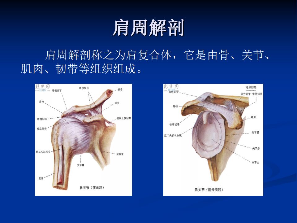 肩周炎针刀诊疗( 体表定位)