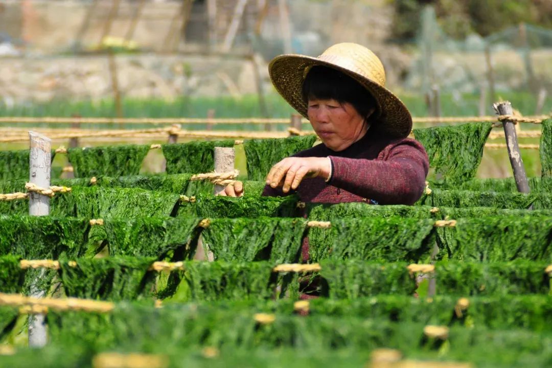 【非遗征文】春日苔条香