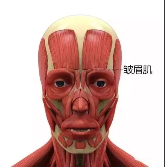 面部肌肉解剖知识详解(上面部)