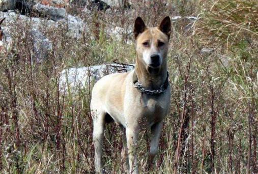 湖北箭毛猎犬也叫西狗,是湖北黄石等地的一种原生犬种,身形修长,健壮