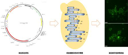 基因表达载体构建实验 71c91db9188f40419d529b36dbdabf3c.png