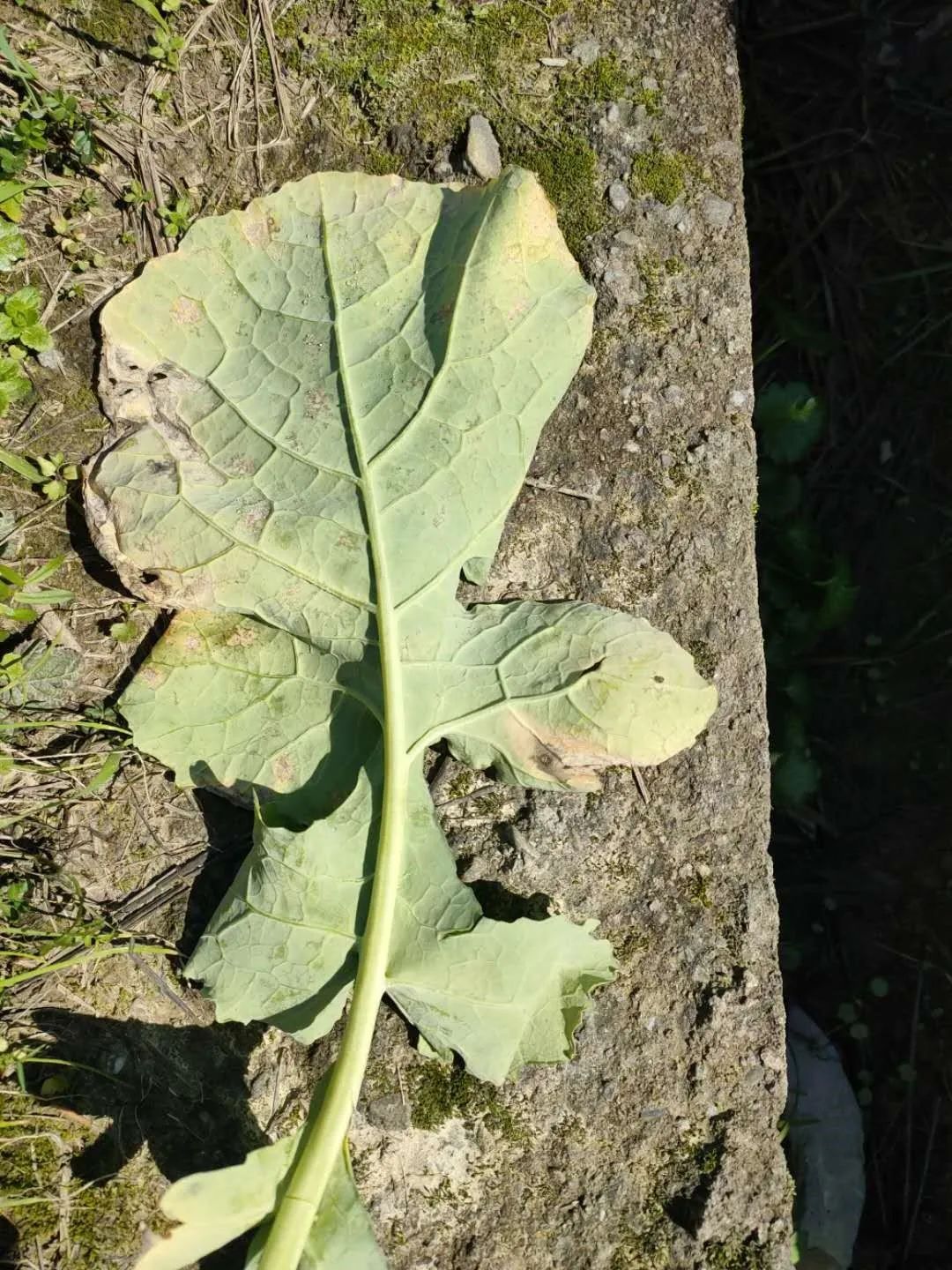 三联三送三落实|提醒!油菜病虫害抓紧防