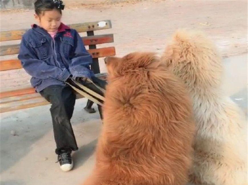 公園長椅上一女孩睡著了，再一看它身邊的3條狗，頓時不敢靠近 寵物 第1張