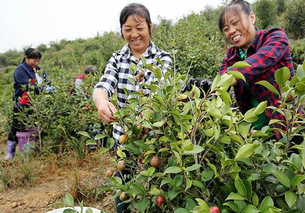 油茶树的经济效益很大,但如果农民没做到这4点,很难实现大丰收