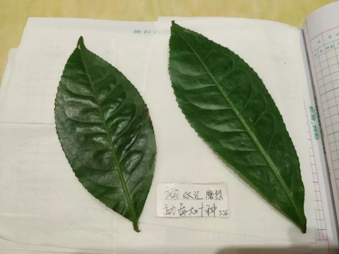 茶树生理特征上