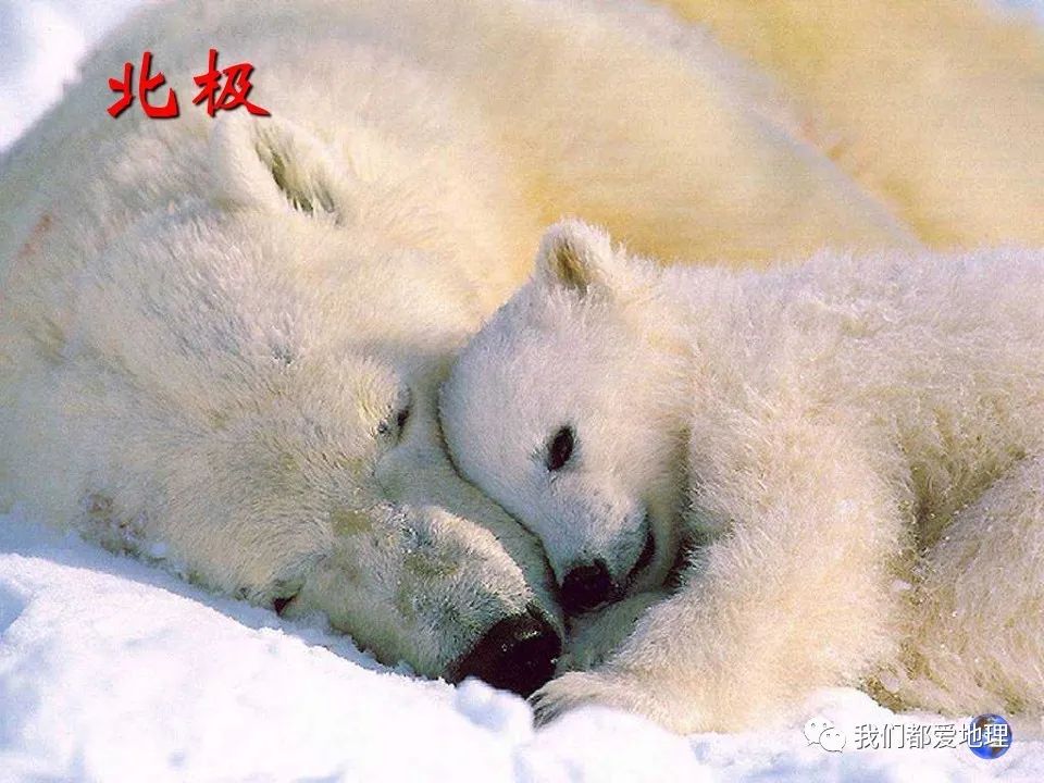 梦见自己家动物生小孩了，寓意与解析