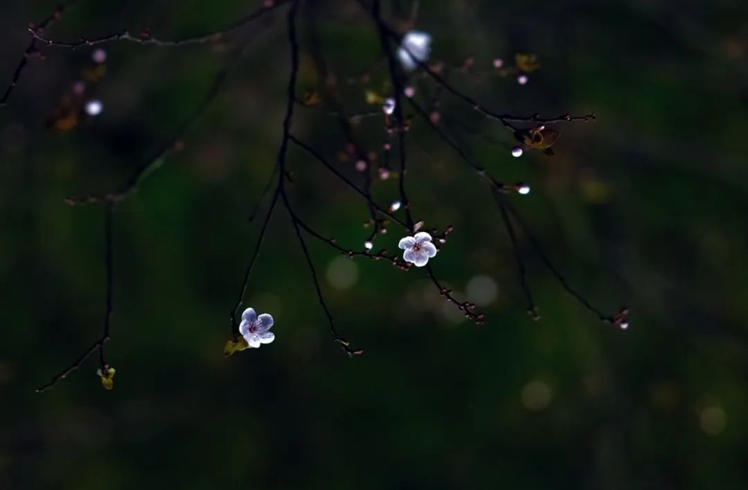 像这样小型花瓣,单点对焦 点测光,即使在弱光下,也很容易对焦.