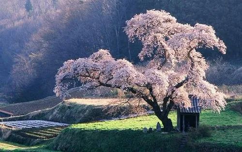 林岚:生命是一棵开花的树