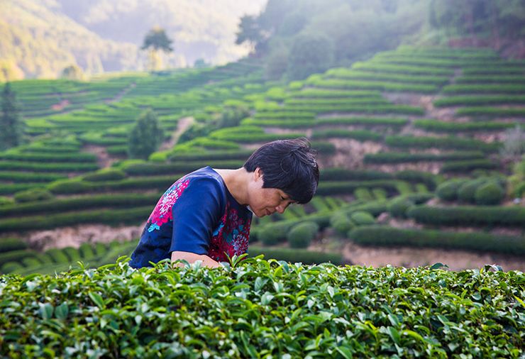 在武夷岩茶制作领域钻研了35年的她,为打磨这一味金佛,金佛研发了26