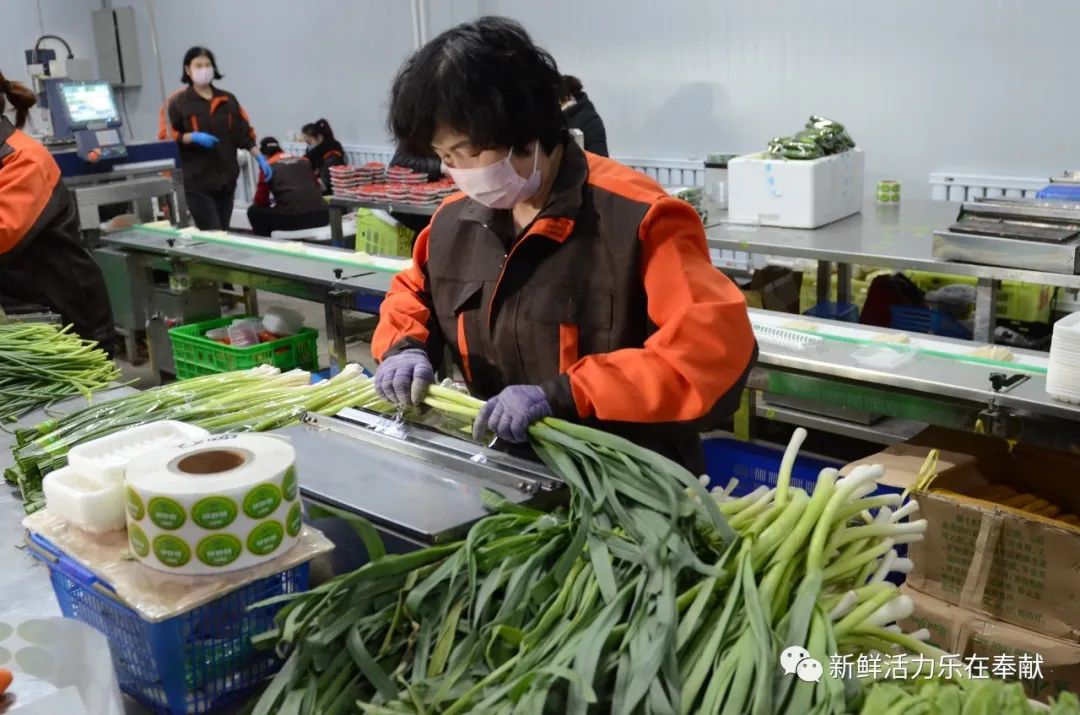 新乐蔬果仓库进入一天中最繁忙的时间,菜农陆续将基地蔬菜送进仓库