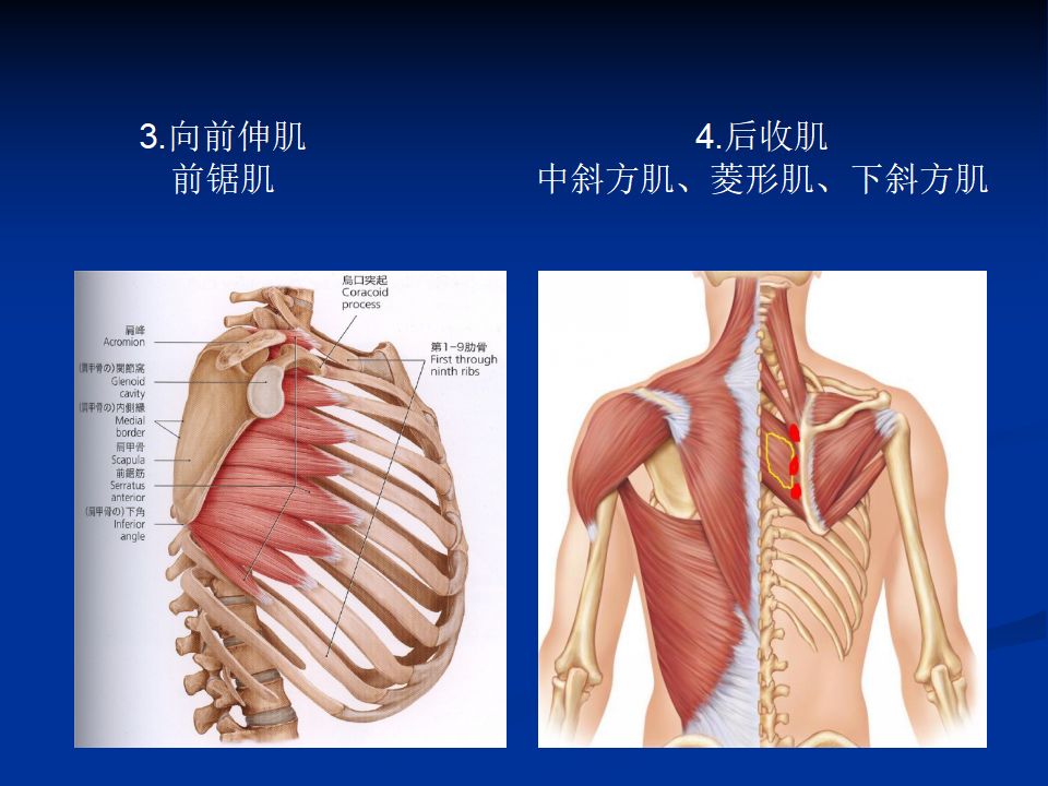 肩周炎针刀诊疗( 体表定位)
