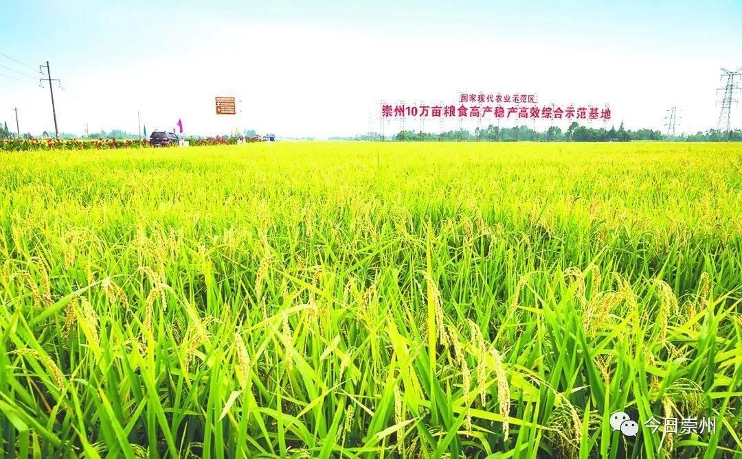 品牌农业引领农业高质量发展 d0d9657a20c5461685aea7addd4ecee9.jpeg