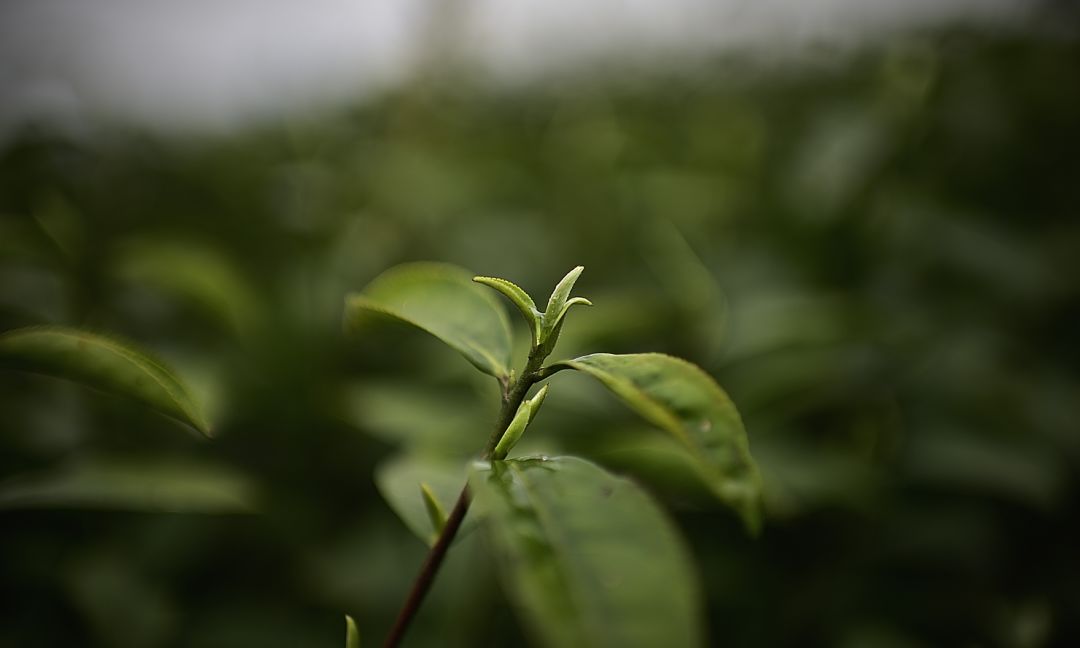 巴小妹探春第三站巴南定心茶园