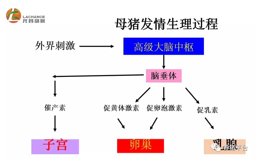 因非瘟影响猪场想扩产或者复产,但三元后备母猪不发情怎么办?