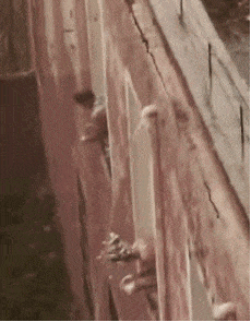 搞笑gif:看这新娘好像挺着急呀!