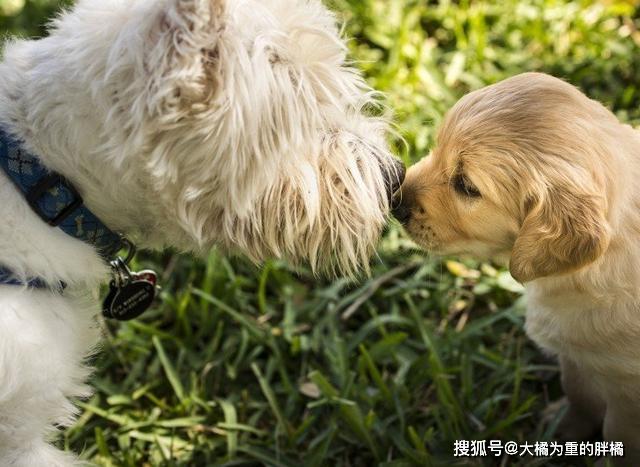 了解狗狗這5個行為背後的含義，可以幫助你與狗狗和諧的相處 寵物 第3張